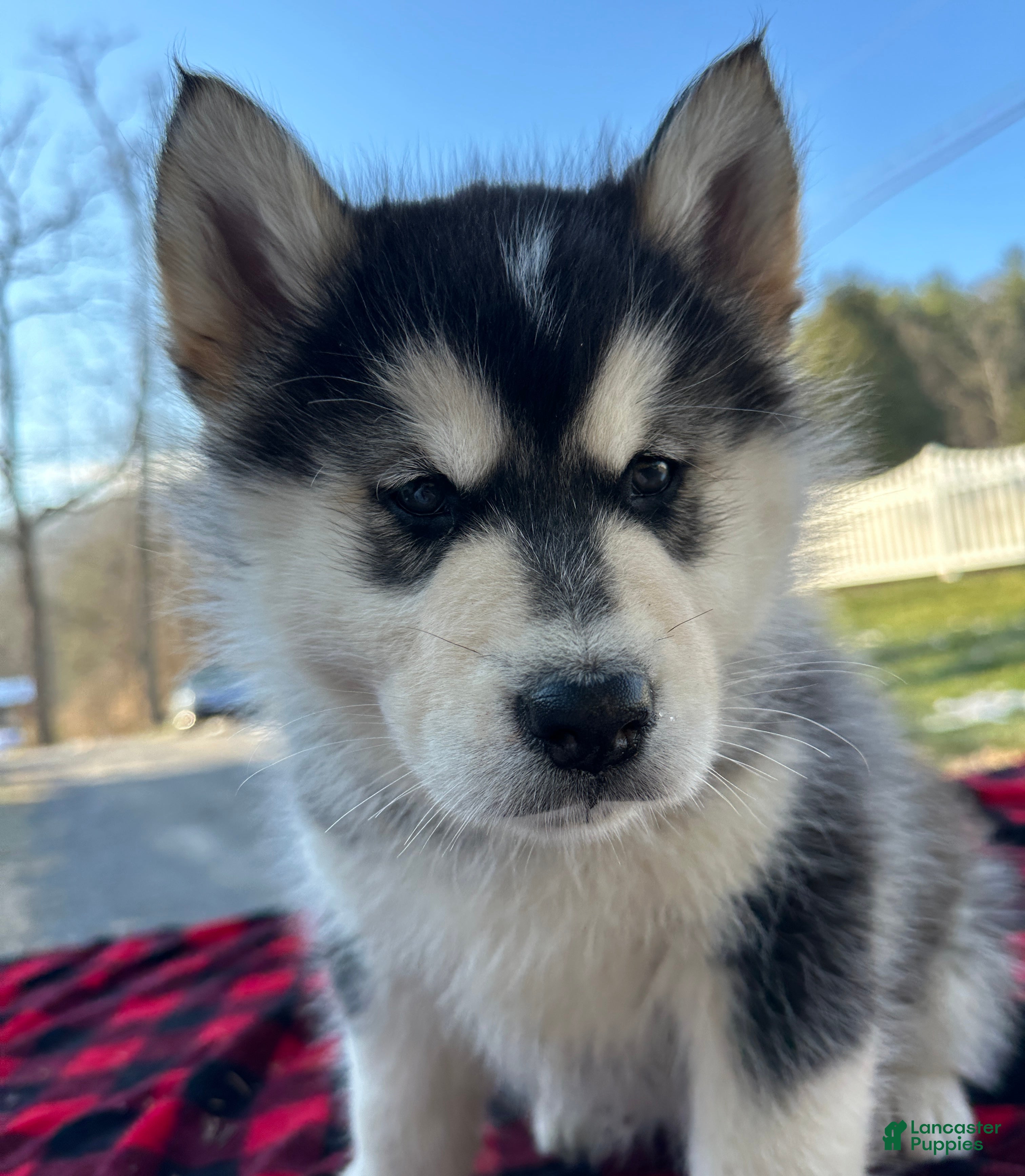 Alaskan Malamute dogs Taffy - Ad 9