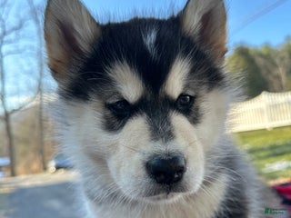 Alaskan Malamute dogs Taffy - Ad 9