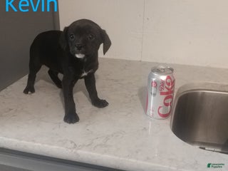 Mixed Breed dogs Kevin - Ad 37