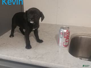 Mixed Breed dogs Kevin - Ad 33