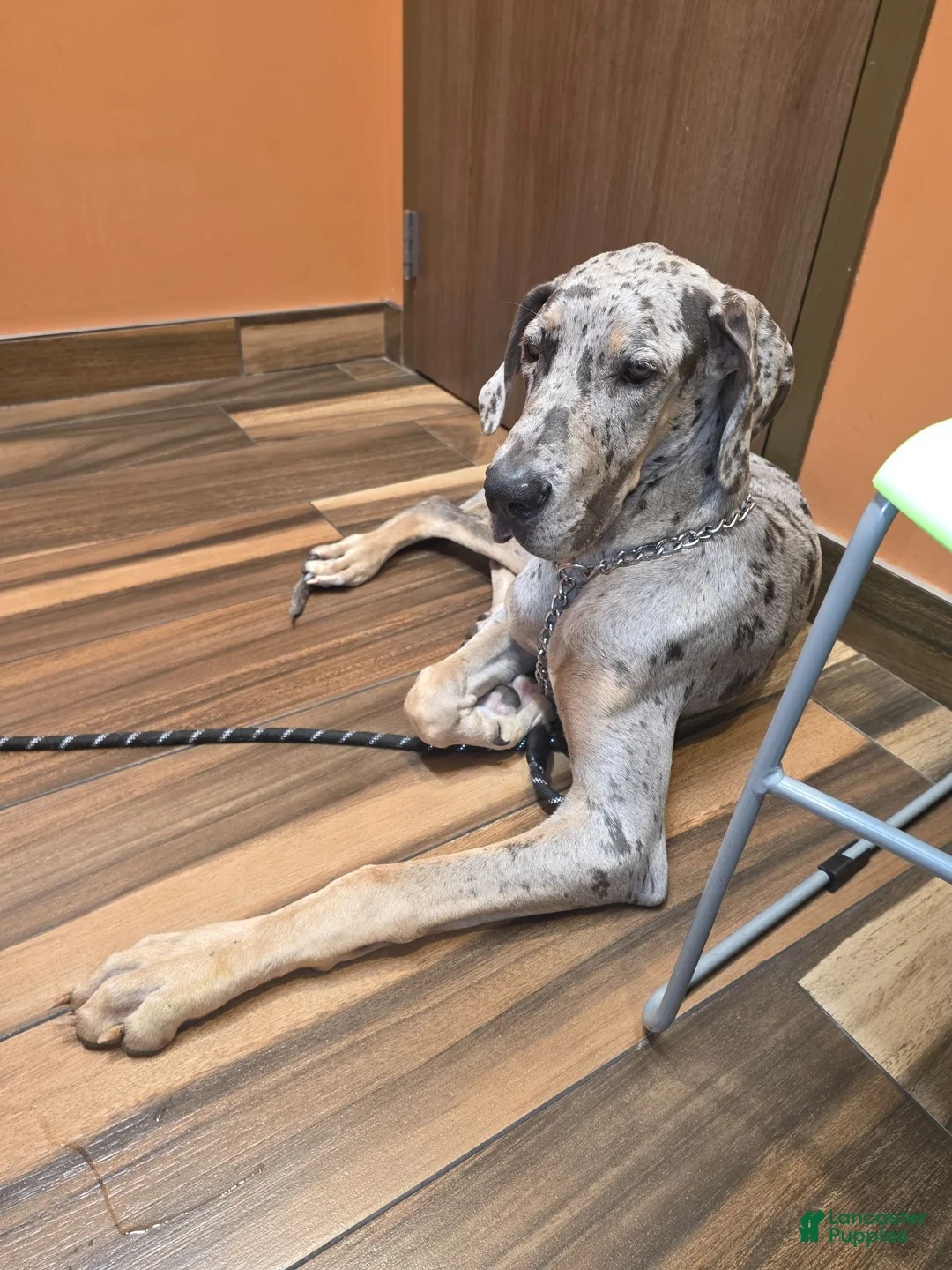 Daniff dogs for sale: Lester - Ad 5