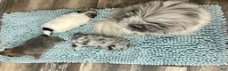 Pomeranian dogs for sale: Blue Merle Parti Girl 5 weeks - Ad 8