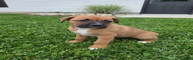 Remi