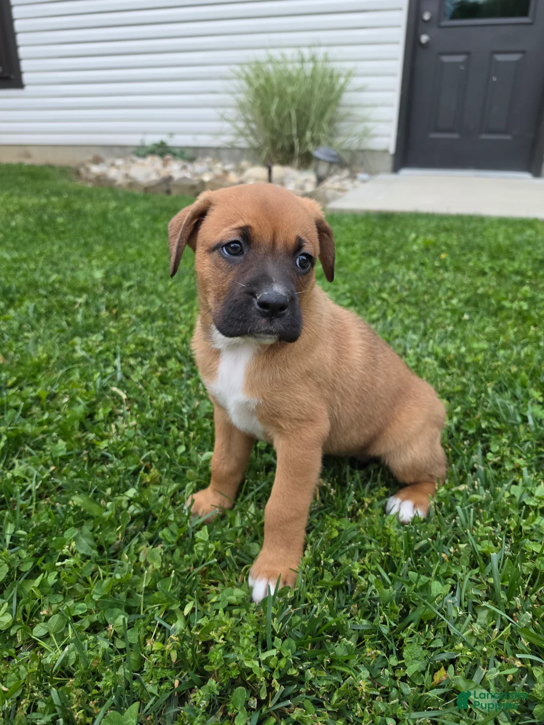 Mixed Breed dogs for sale: Remi - Ad 1