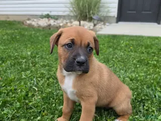 Mixed Breed dogs for sale: Remi - Ad 2