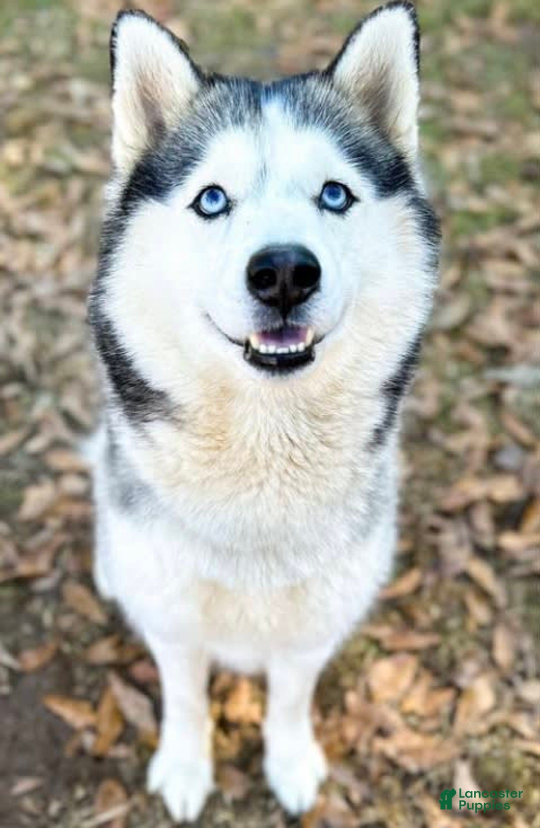 Gallery Image {{count}}