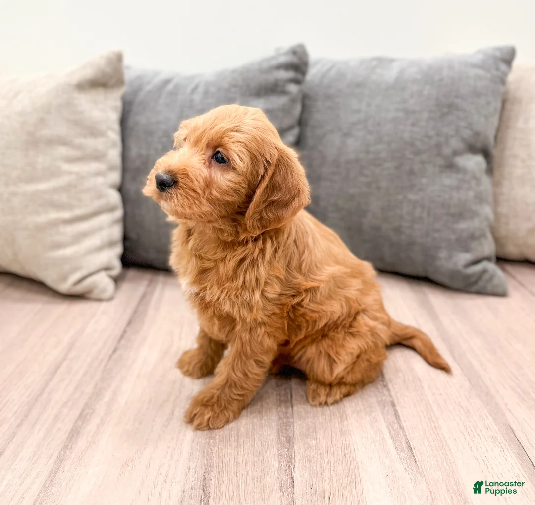 Labradoodle dogs for sale: Jasper - Ad 3