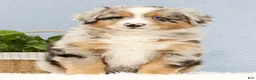 Australian Shepherd dogs for sale: Leo - Ad 4