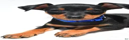 Miniature Pinscher dogs for sale: Buddy - Ad 3