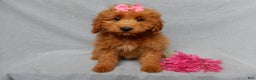Mini Goldendoodle dogs for sale: Laci - Ad 1