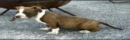American Bully dogs for sale: "SNOOP DOGG" CHOCOLATE TICKED - Ad 2