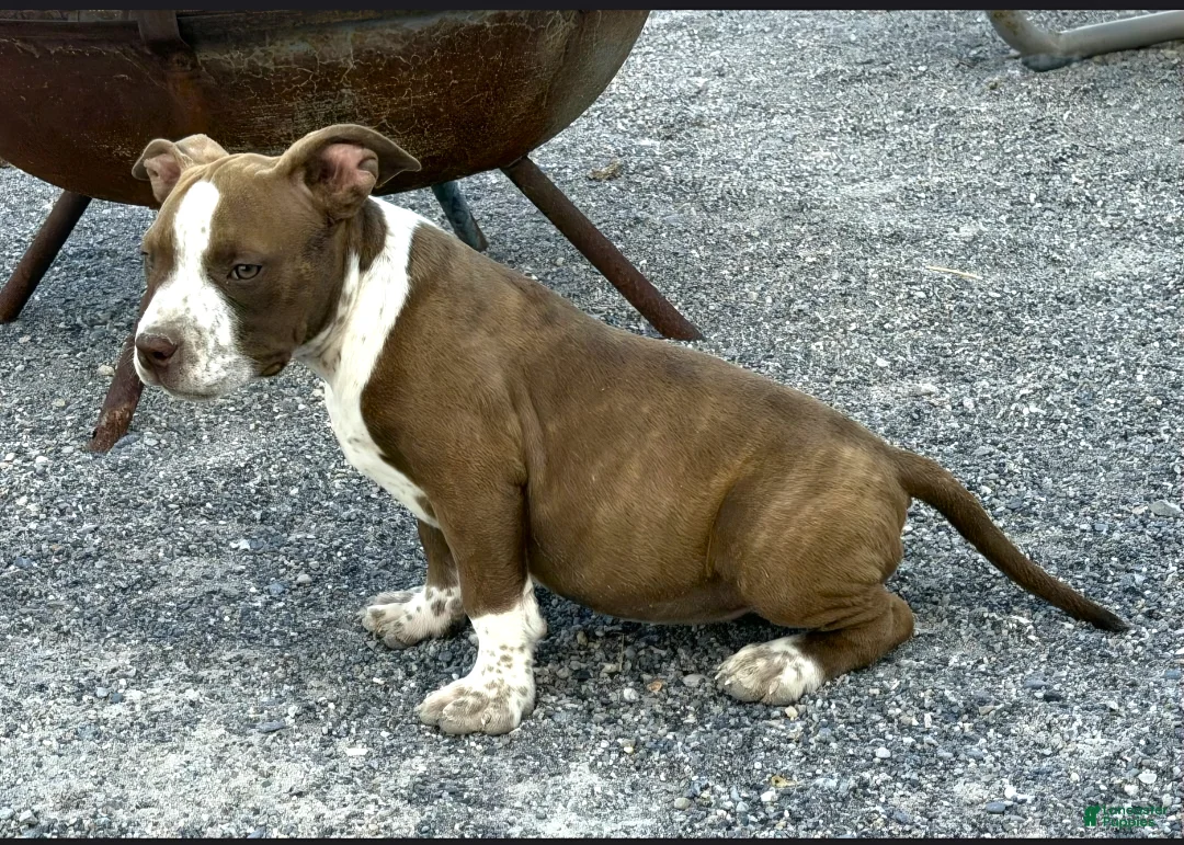 American Bully dogs for sale: "SNOOP DOGG" CHOCOLATE TICKED - Ad 2