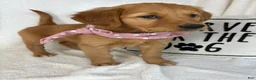 Golden Retriever dogs for sale: Gigi - Ad 5