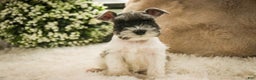 Miniature Schnauzer dogs for sale: Max - Ad 4
