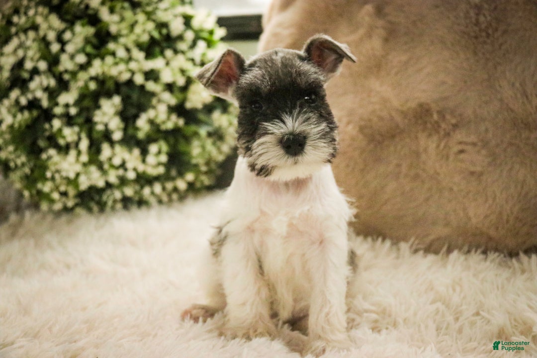 Miniature Schnauzer dogs for sale: Max - Ad 4