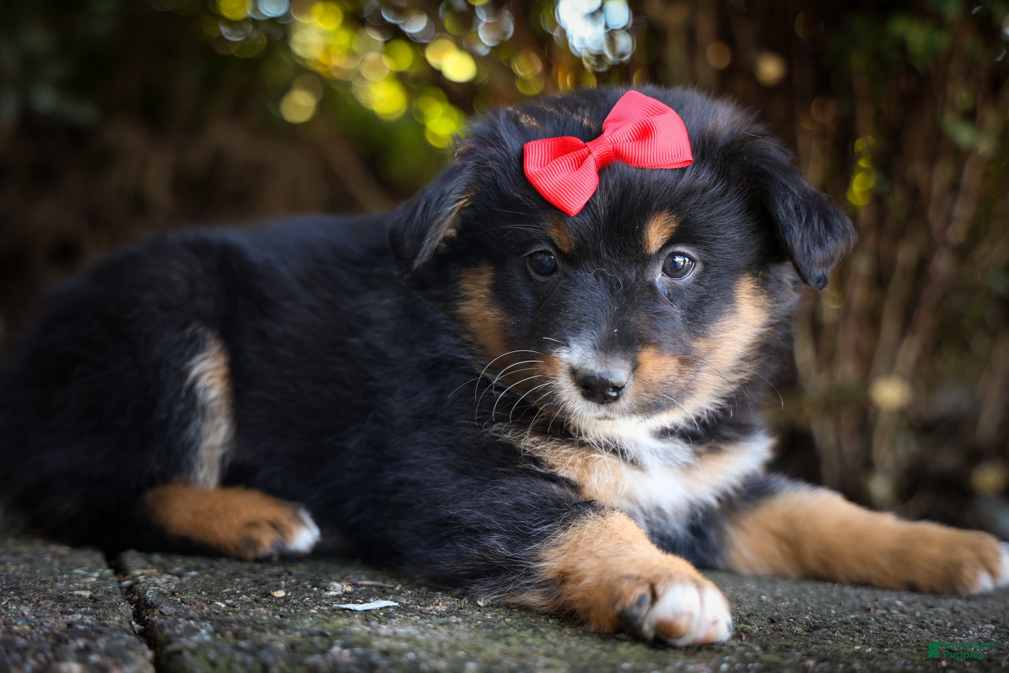 Mini Aussiedoodle dogs Laney🦋 - Ad 2