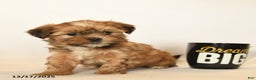 Shorkie dogs for sale: Dreamer - Ad 4