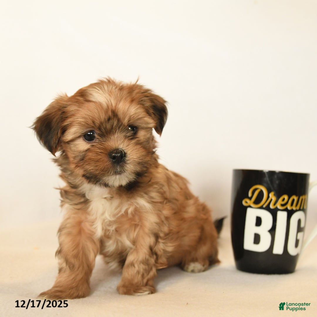 Shorkie dogs for sale: Dreamer - Ad 4