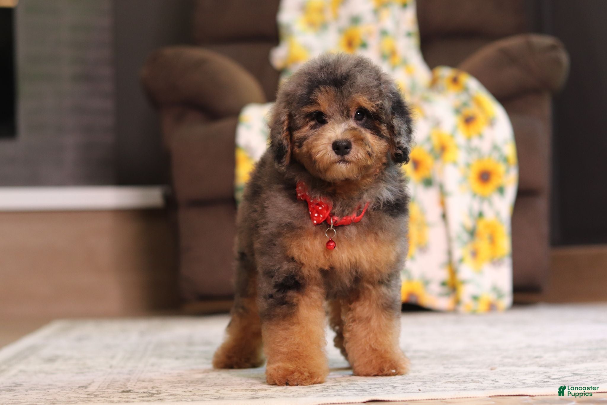 Miniature Poodle dogs Ace - Ad 2