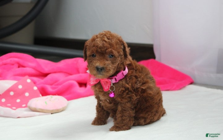 Bichpoo dogs Freya  - Ad 2