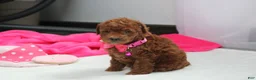Bichpoo dogs for sale: Freya  - Ad 5