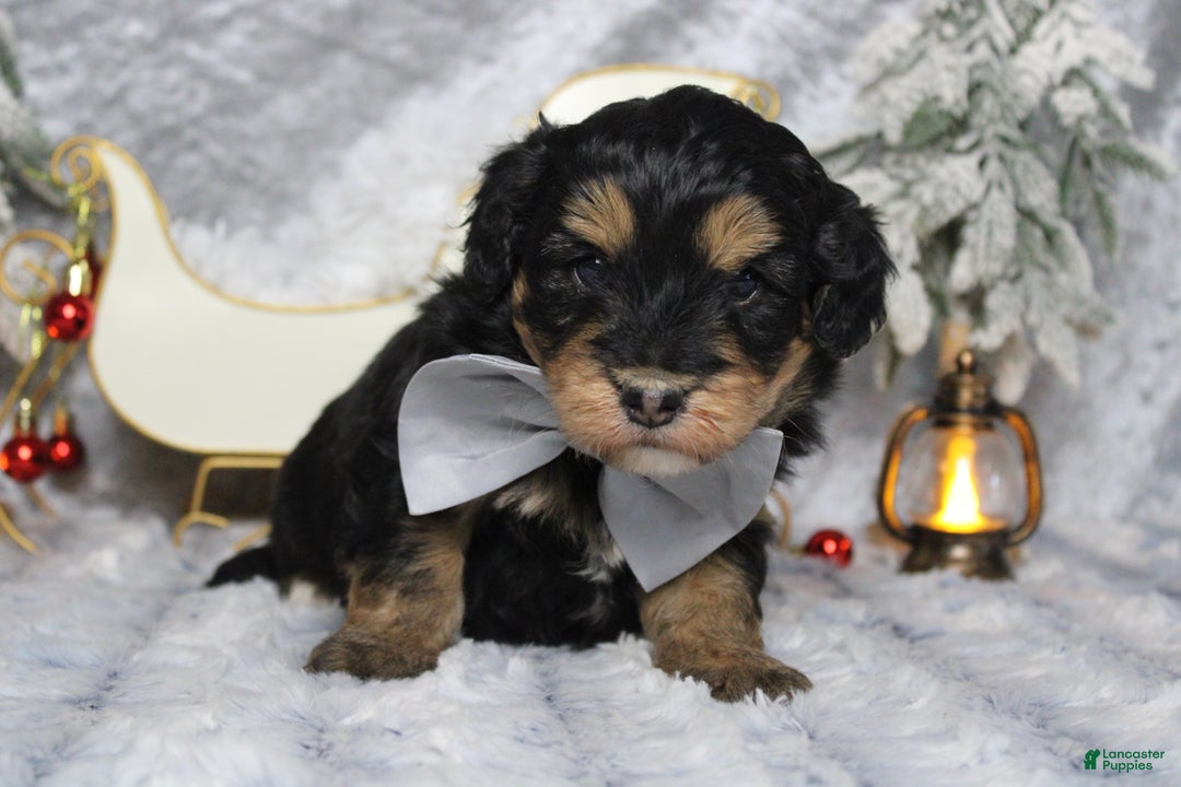 Aussiedoodle dogs for sale: Landon  - Ad 4