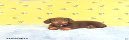 Miniature Dachshund dogs for sale: Precious - Ad 3