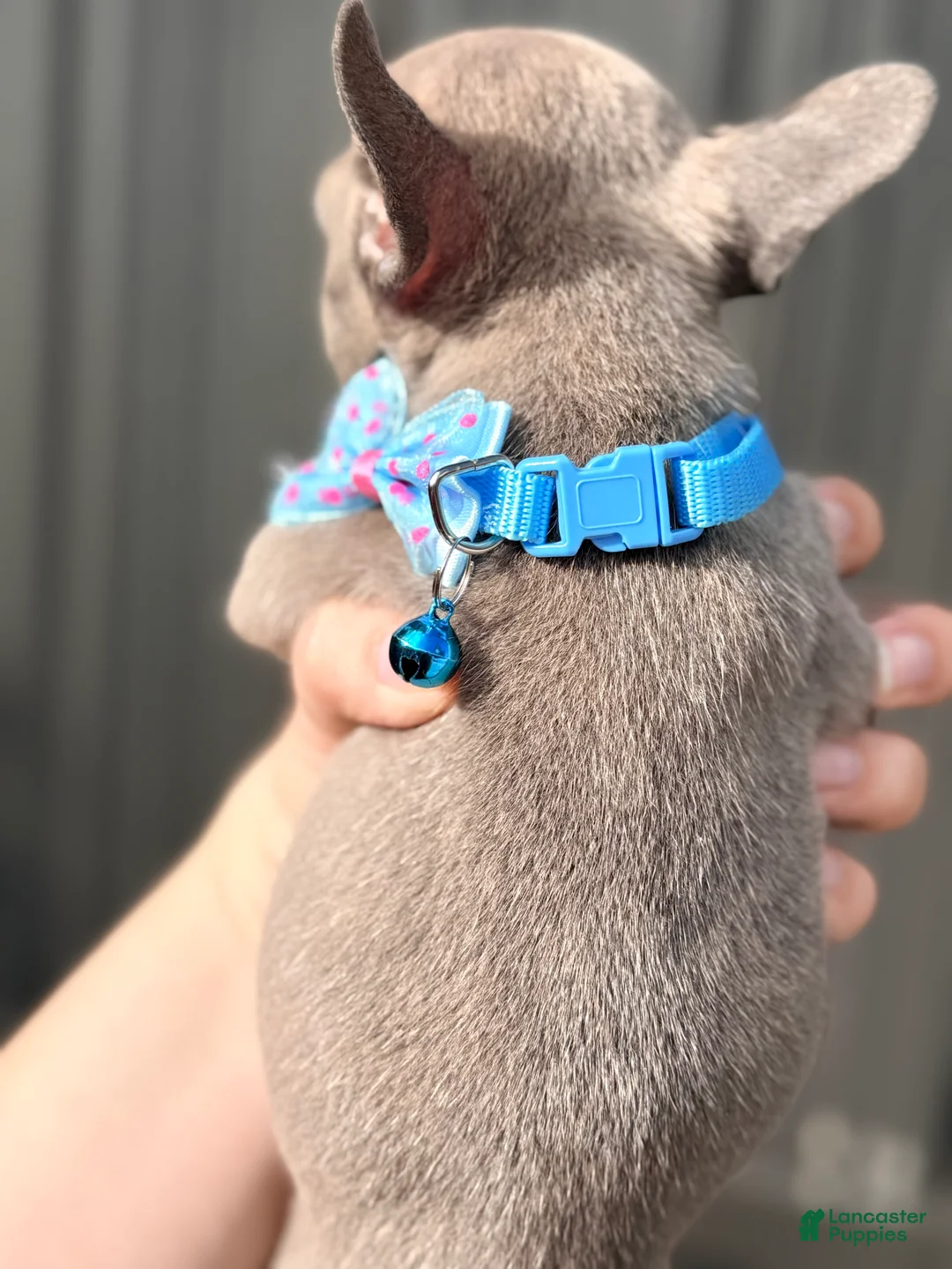 French Bulldog dogs for sale: Selene - Ad 3