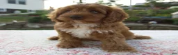 Cavapoo dogs for sale: Talia - Ad 4