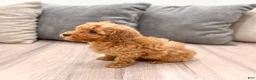 Miniature Poodle dogs for sale: Cinnamon - Ad 5