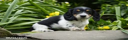Miniature Dachshund dogs for sale: Domino - Ad 4
