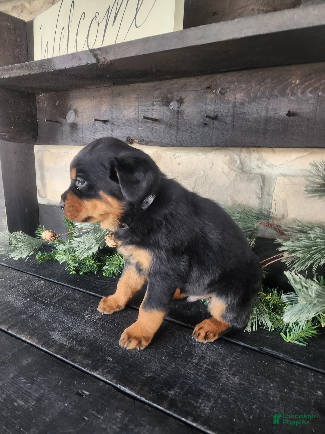 Rottweiler dogs for sale: Buster - Ad 4