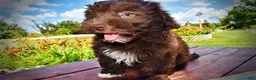 Havapoo dogs for sale: Ewok - Ad 17