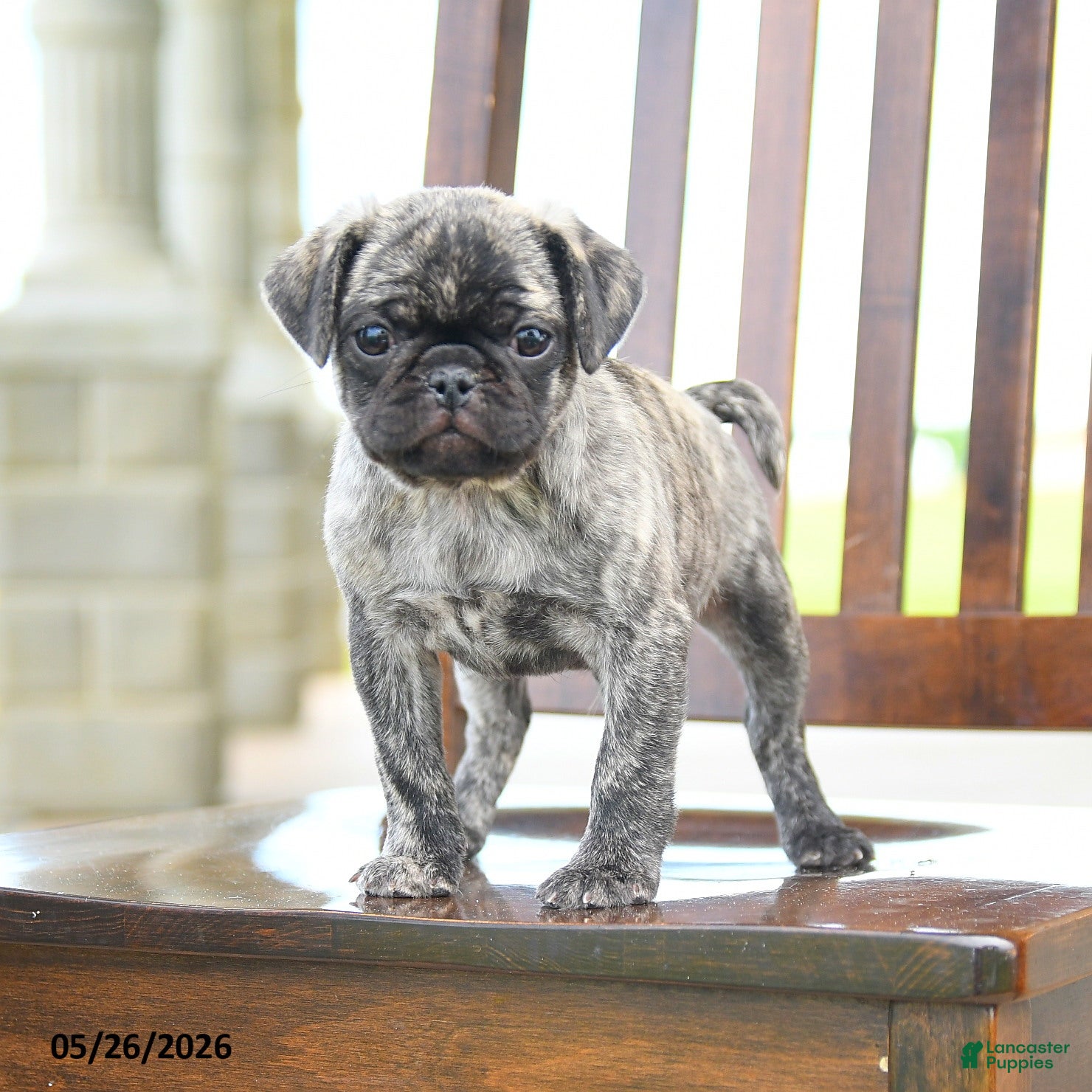 Pug dogs Freddie - Ad 2