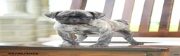 Pug dogs for sale: Freddie - Ad 2