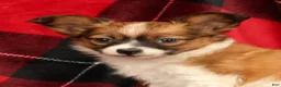 Papillon dogs for sale: Max - Ad 9