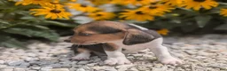 Beagle dogs for sale: Eggs - Ad 5