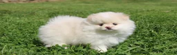 Pomeranian dogs for sale: Lola - Ad 1