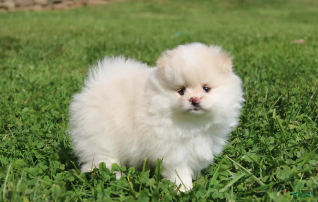 Pomeranian dogs for sale: Lola - Ad 1