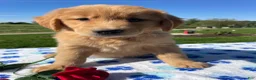 Golden Retriever dogs for sale: Layla - Ad 2