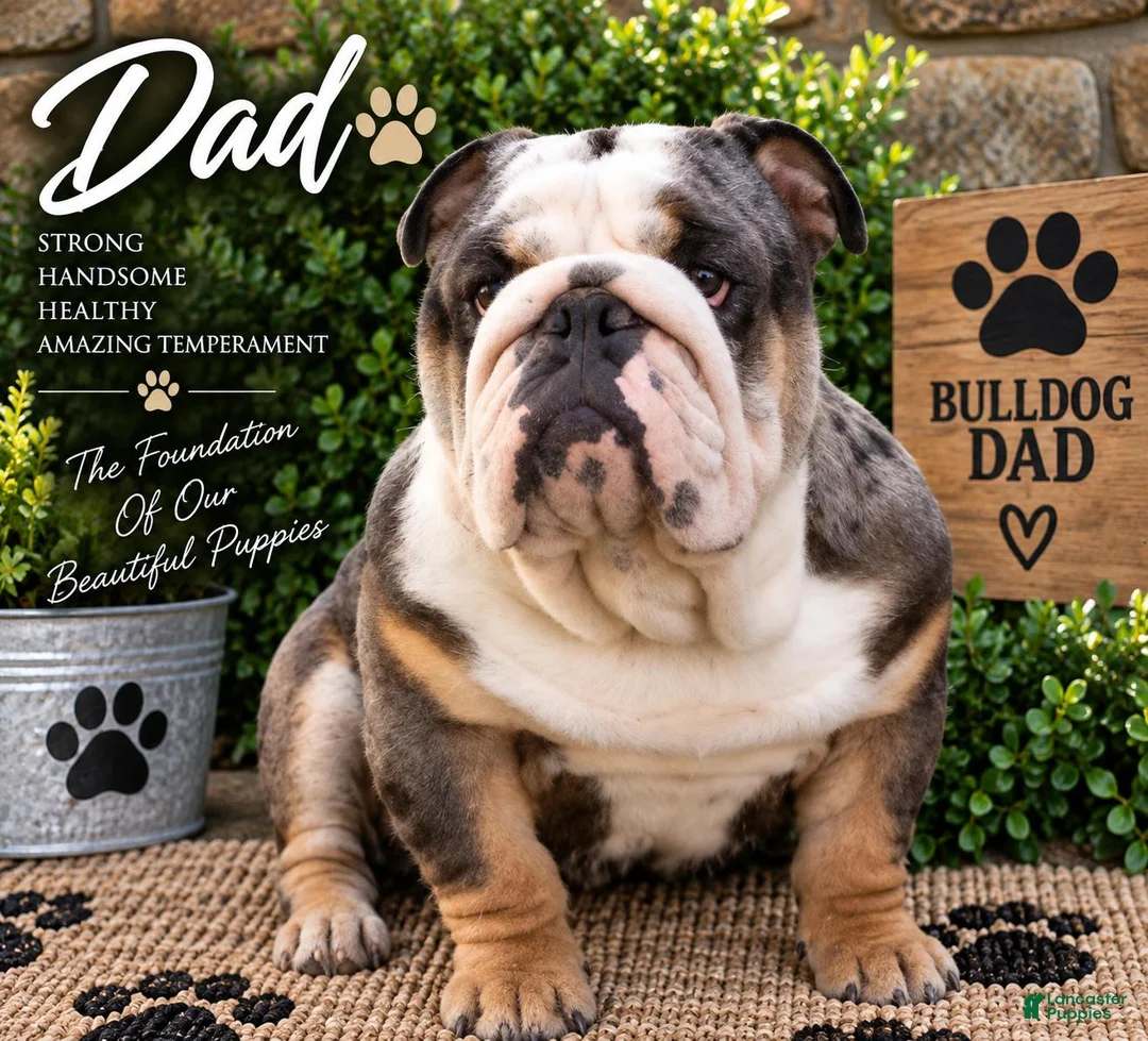 English Bulldog dogs for sale: Payton - Ad 7