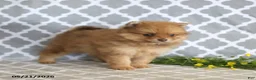 Pomeranian dogs for sale: Myla - Ad 3