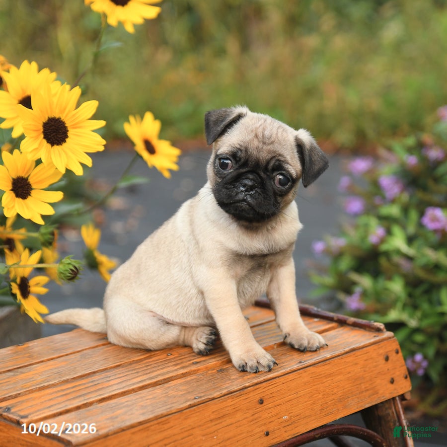 Pug dogs Nora - Ad 2