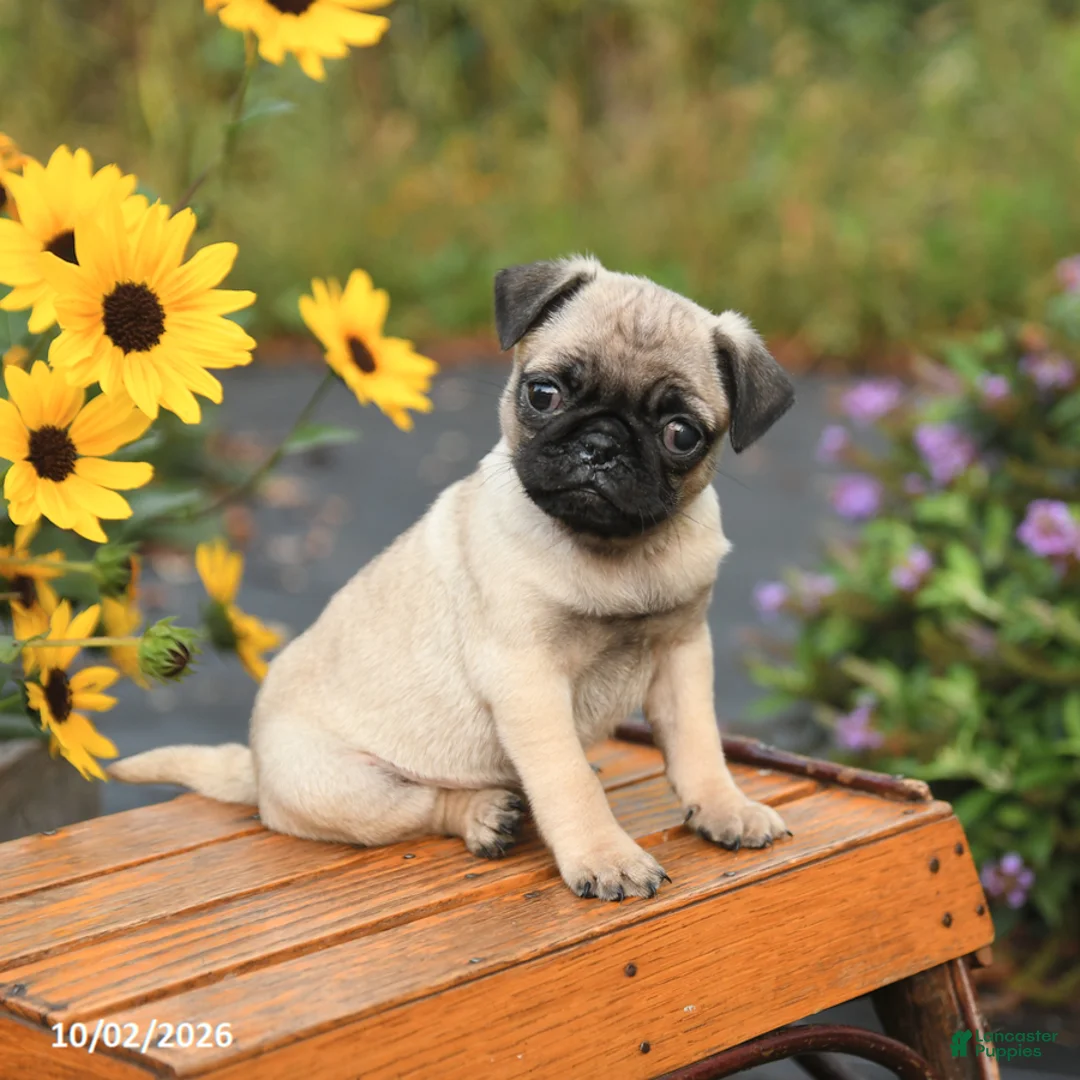 Pug dogs for sale: Nora - Ad 2