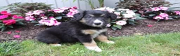 Australian Shepherd dogs for sale: Midnight - Ad 4