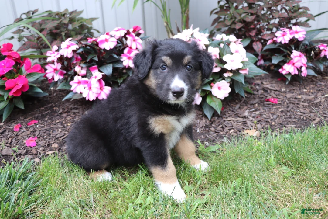 Australian Shepherd dogs for sale: Midnight - Ad 4