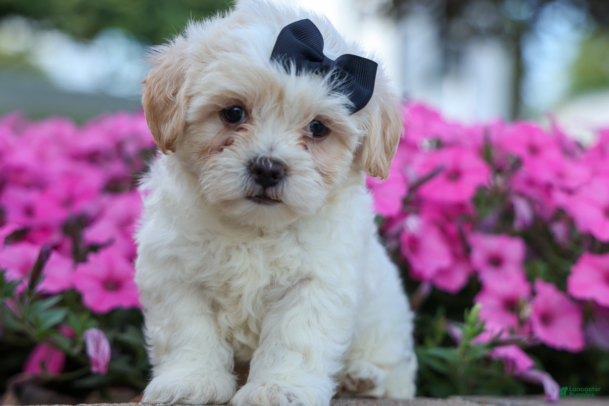 Teddy Bear dogs Bently 🐶 - Ad 1