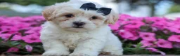 Teddy Bear dogs for sale: Bently 🐶 - Ad 1