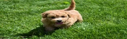 Bichpoo dogs for sale: Kevin 🐶✨ - Ad 26