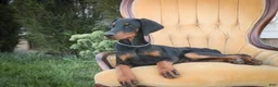Doberman Pinscher dogs for sale: Malcolm - Ad 6